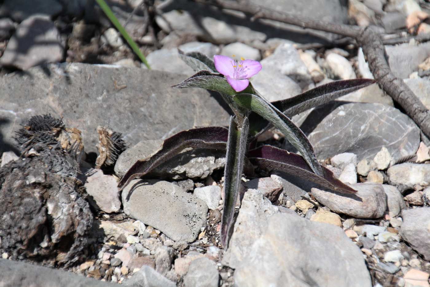 Callisia micrantha a Callisia navicularis původní obrázky k