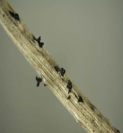 Sphaeropsis sapinea