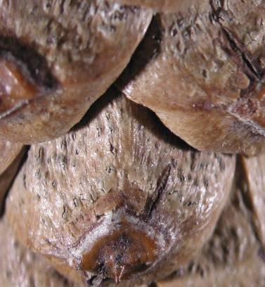 Sphaeropsis sapinea symptomy na
