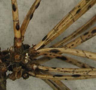 Lophodermium spp.