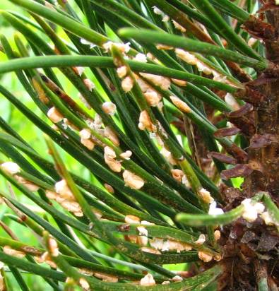 Coleosporium spp. aecie - žlutooranž.