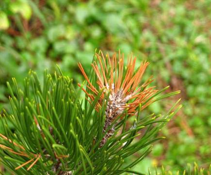Sphaeropsis sapinea (syn.