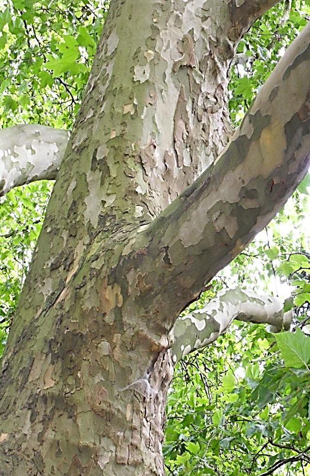 čeleď: platanovité PLATAN JAVOROLISTÝ mohutný strom (přes 30 m) květenství = kulovitá