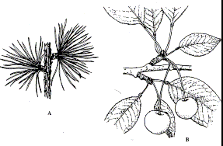 (Larix) Cerasus sp.