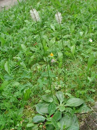 3. Typy stonku lodyha (caulis) dužnatý bylinný stonek stvol (scapus) bezlistý, část stonku mezi listovou růžicí a květem nebo