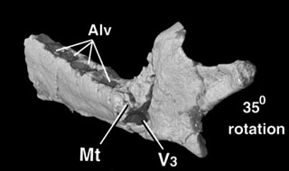 Ausktribosphenos Teinolophos