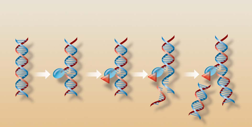 Tab. 1 ÚâINNOST PERORÁLNÍHO A INTRAVENÓZNÍHO TOPOTEKANU U RELABUJÍCÍHO SENZITIVNÍHO SCLC k opûtnému spojení roz tûpen ch fietûzcû a tyto zlomy v DNA mají pro dal í osud buàky letální úãinek [7].