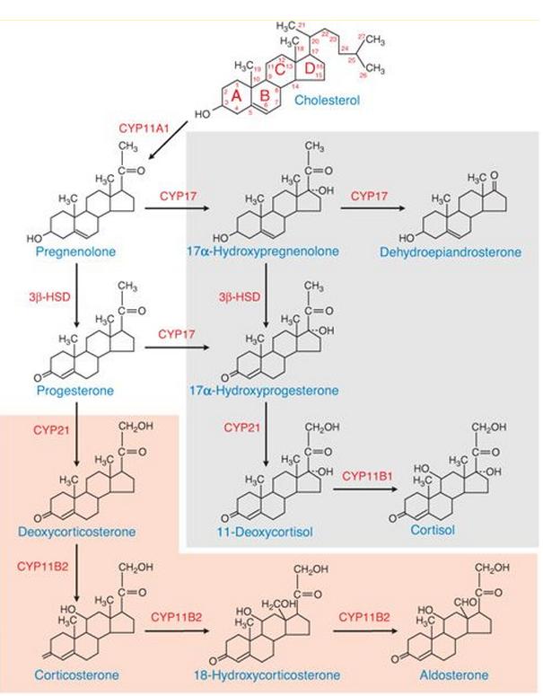 Obr. 2.2-I: Schéma syntézy kortikoidů z cholesterolu.