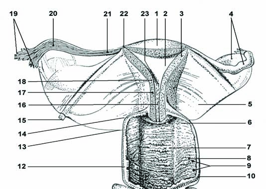 Vývoj a anatomie pohlavních orgánů ženy a mléčné žlázy 33 13 14 1 19 20