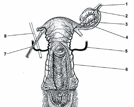 Vývoj a anatomie pohlavních orgánů ženy a mléčné žlázy 37 4. Ligamentum teres uteri (oblý vaz děložní) směřuje od rohu děložního pod předním listem lig. latum uteri k tříselnému kanálu.