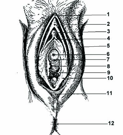 Vývoj a anatomie pohlavních orgánů ženy a mléčné žlázy 39 ( ostium vaginae) a vpředu uretra ( ostium urethrae externum) na papilla urethralis (u novorozených děvčátek je ústí uretry obklopeno