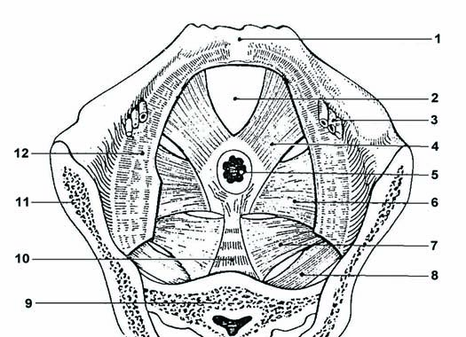 40 Moderní porodnictví pora cavernosa penis. Ve sliznici glans clitoridis je nakupeno velké množství senzitivních tělísek. Jejich dráždění je zdrojem podnětů vyvolávajících pohlavní vzrušení.