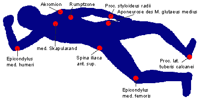 směr obou os v rovině transverzální má nesmírně důležitý význam pro aktivaci modelu reflexního plazení.