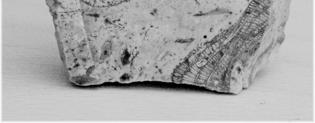 Sedimentárne horniny Chemogénne sedimenty - silicity Limnokvarcit s prierezom