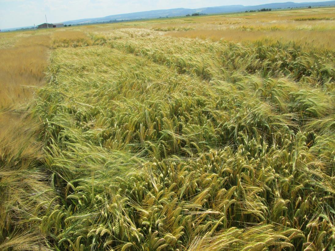 Odrůda a homogenita sladu Odrůdy jsou agronomicky odlišné