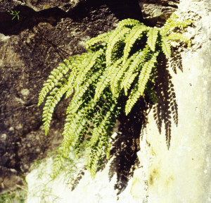 Epifyty Vzdušné rostliny závislé na existenci fanerofytů Meristémy ve výškách nad 30 cm