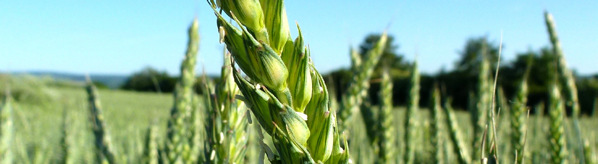 liniové PŠENICE Rivero (A/B) Rivero je polopozdní plastická odrůda, která se vyznačuje špičkovým výnosem zrna, výborným zdravím i jistotou přezimování. Má středně velké zrno se střední HTZ (44 g).