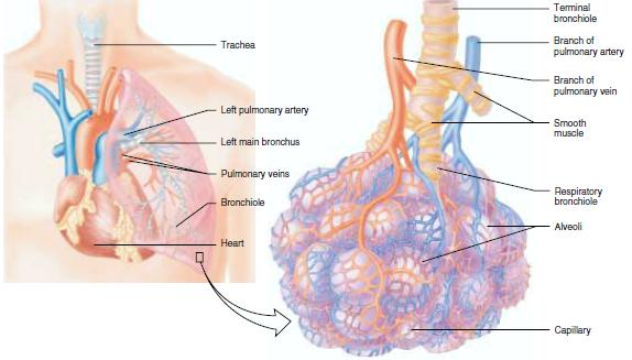 Prostup plícemi Plíce chráněny anatomicky nos, ústa, hrtan, průdušnice, průduška redukce toxicit zejména částic Místo absorpce membrána průdušinek - tloušťka - 0.4-1.