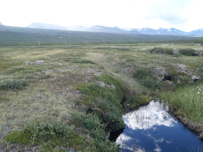 2000 Změny reliéfu a vegetace v důsledku tání permafrostu jsme měli možnost zaznamenávat v rámci srovnávacích projektů v oblasti severošvédského Abiska