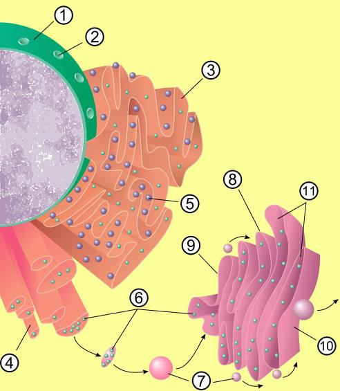 ER hrubé ER s ribozomy jedna vrstva membrány místo syntézy bílkovin (drsné ER) a lipidů, polysacharidů (hladké ER) - přesouvají se do dalších organel řídí rychlost postupu některých látek GA