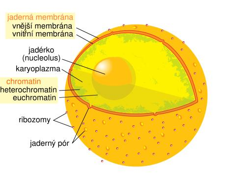 Jádro dvojitá jaderná membrána s póry jadérko karyoplazma chromozomy Jaký význam mají póry v jaderné membráně? Jaká je funkce jádra? Diagram human cell nucleus cs. In:.