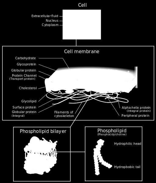 Cell membrane detailed diagram. In:. Wikipedia: the free encyclopedia [online].