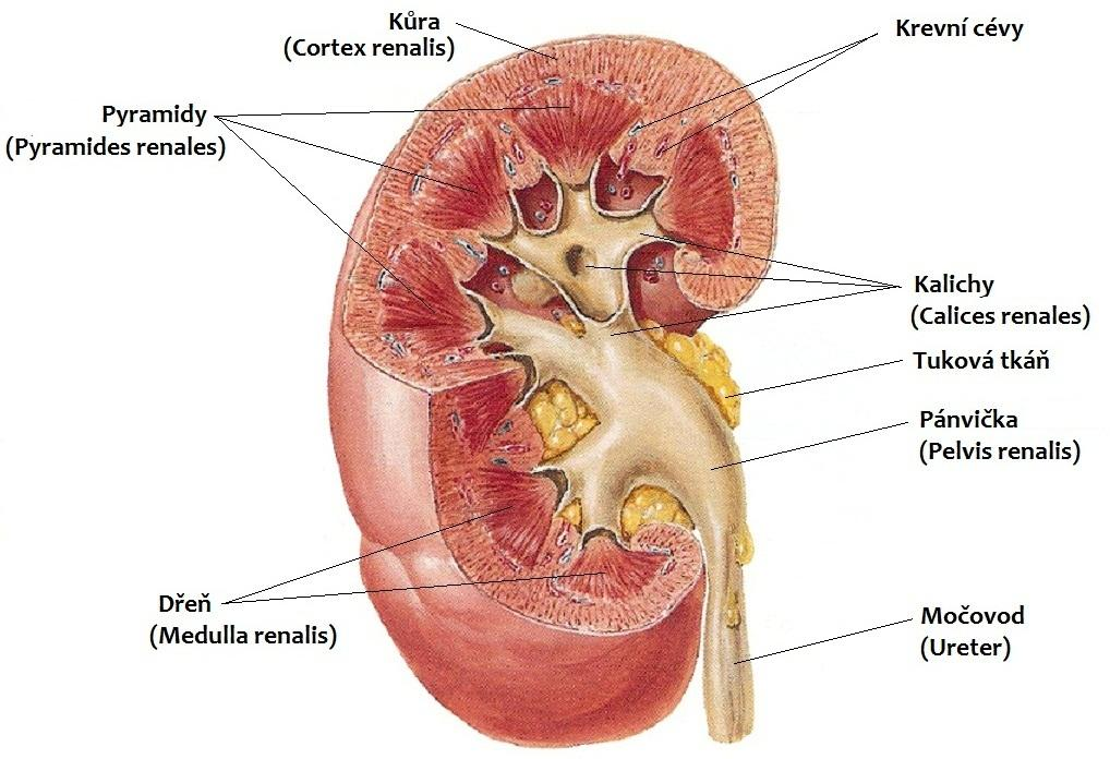 Obrázek 2: Řez ledvinou Skladba nefronu: Malpighiho tělísko je tvořené glomerulem a Bowmanovým váčkem proximální tubulus Henleova klička