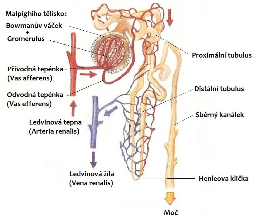 Obrázek 3: Nefron Tvorba moči a plnění všech funkcí ledvin jsou závislé na činnosti jednotlivých oddílů nefronu a na dostatečném průtoku krve ledvinami.