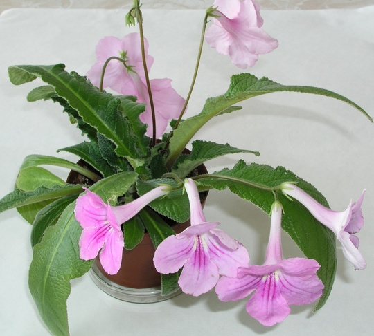 Streptocarpus -