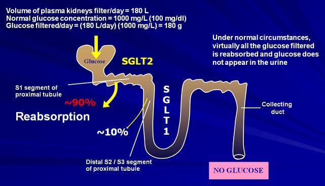 Glykuretika - GLIFLOZINY mechanizmus účinku: inhibice renální tubulární reabsorpce gukózy (inhibice