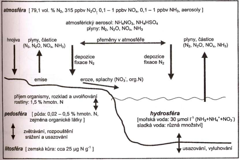 Globální cyklus dusíku Velké přenosy se uskutečňují mezi