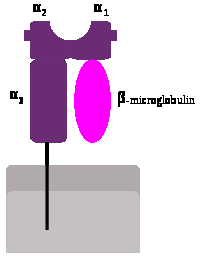 Obr. 1: Molekula HLA I. třídy HLA antigeny II. třídy Nejblíţe k centromeře se nachází tzv. oblast HLA-D, kde jsou umístěny lokusy HLA-DR, HLA-DQ a HLA-DP.