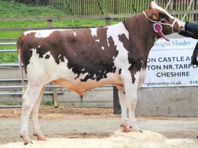 Jarní prodej býků Champion Bull Zhruba 30 plemenných býků se ročně prodá