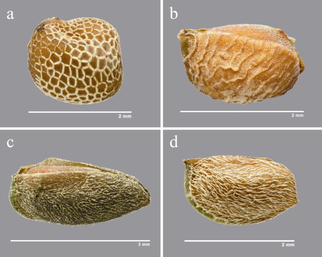 75 Obr. 2. Semena: a kakostu okrouhlolistého (Geranium rotundifolium), b k. měkkého (G. molle s. str.) se semenným pouzdrem, c k. pyrenejského (G. pyrenaicum) se semenným pouzdrem, d k. maličkého (G.