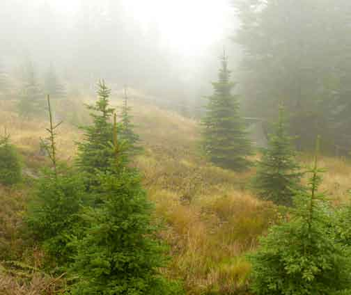 Opatření k péči o lesní ekosystémy foto: P.
