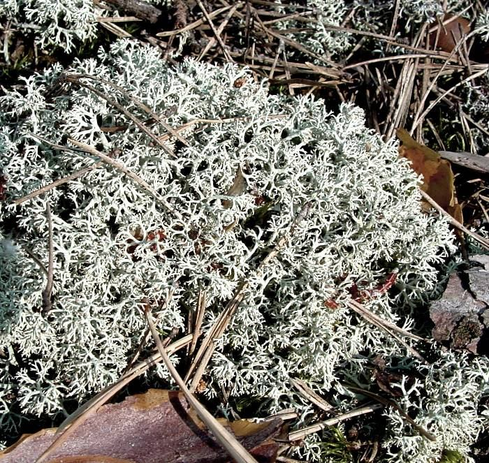 Třída: LECANOROMYCETES (zde uvedené druhy jsou typickými zástupci našich lišejníků) Řád: LECANORALES Baeomyces - malohubka Stélka vyrůstá přímo na půdě. Vznikají zde tzv.