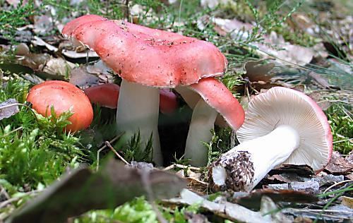 Řád: RUSSULALES Russula - holubinka Pozemní houby rostoucí v létě a na podzim, obyčejně ve velkém množství.