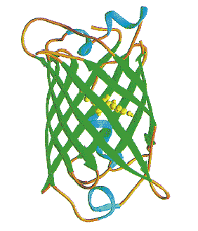 GFP (zelený fluorescenční protein) HO Tyr 66 Ser 65