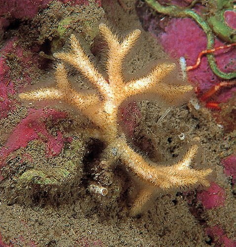 Cellepora ramulosa - dost hojná kolem