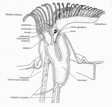 Charakteristika kmene -coelomátní Triblastica - koloniální nepohlavní pučení - věnec dutých chapadel na lofoforu do kruhu nebo do tvaru U - trávicí soustava tvaru U, řitní otvor mimo chapadla -