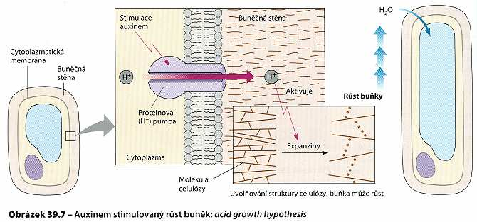 základy rychlé růstové reakce: EXPANZINY cílené rozvolnění buněčné stěny + aktivní příjem vody* aktivní příjem vody * aktivní příjem vody.