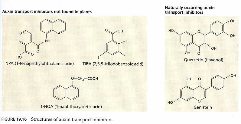 Inhibitory transportu auxinu: syntetické