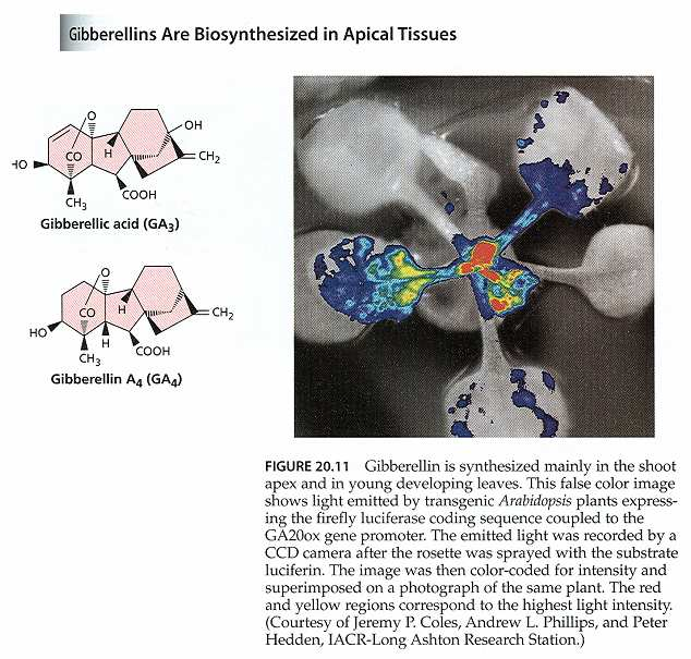 Gibereliny syntetizovány zejména