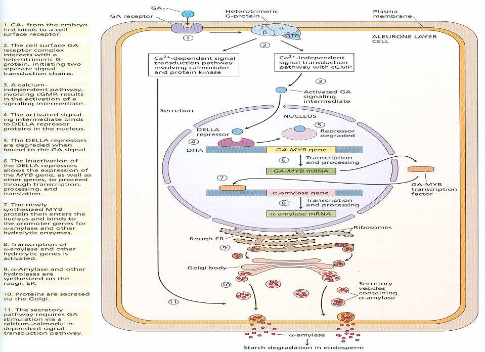 Embryonální GA jednak spouští transkripci amylázového genu,