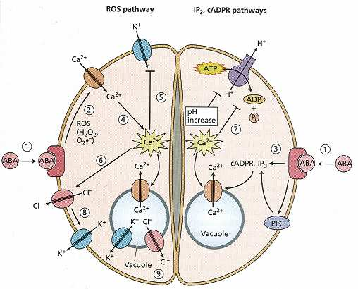 ABA v podmínkách SUCHA uzavírá průduchy *dvě cesty zvýšení Ca v cytoplasmě *blokovány kanály pro vstup K do