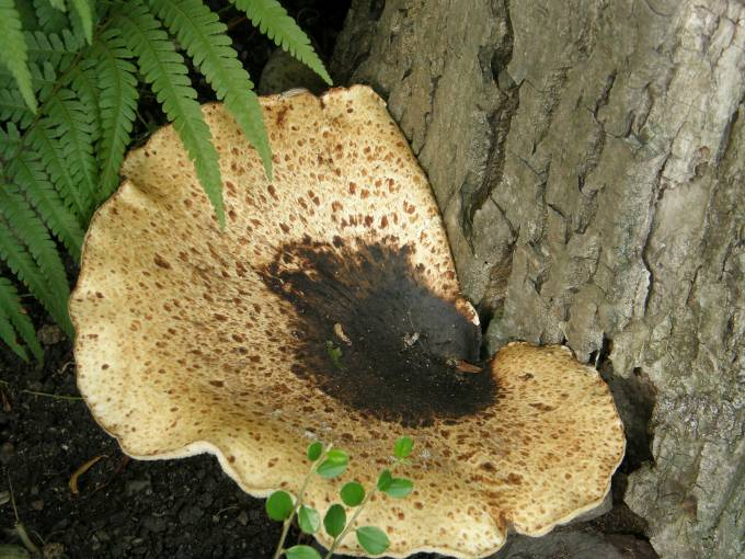 Polyporus squamosus choroš šupinatý listnáče -