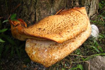 Polyporus squamosus Plodnice: infekce přes pahýly po tlustých odlomených větvích a poranění kmenů, kořenových náběhů jednoleté, vyrůstají po několikati letech parazitace narůstají na jaře i celé