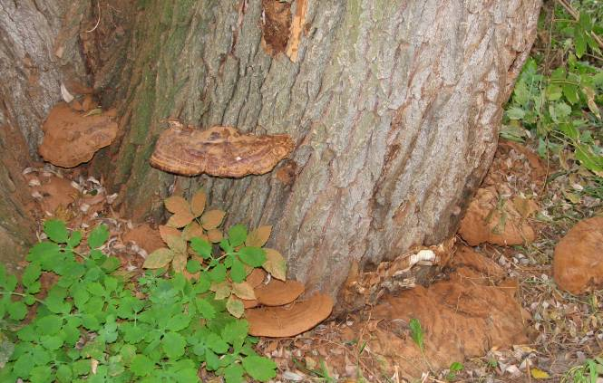 Ganoderma applanatum