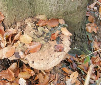 Ganoderma applanatum Plodnice: inf.