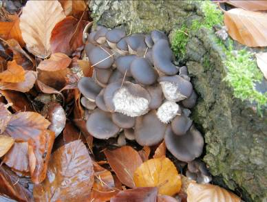 Pleurotus ostreatus Plodnice: IX.-XII.